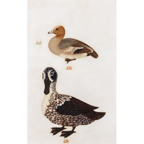Company School Painting of Two Ducks (with Persian inscription)